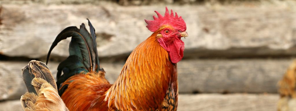 Pareja es demandada por un vecino porque su gallo canta muy fuerte