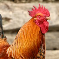Pareja es demandada por un vecino porque su gallo canta muy fuerte