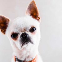 Según estudio los perros enojones son los más inteligentes