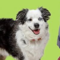 Crocs Lanza los "Pet Crocs": El Estilo Ahora Llega a las Patas de tu Perrito