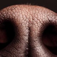 Una empresa india nombra a un perro como su nuevo director de felicidad