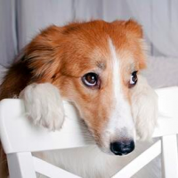 ¡Ta manipulando! Los perritos fingen estar enfermos para llamar la atención de sus amos