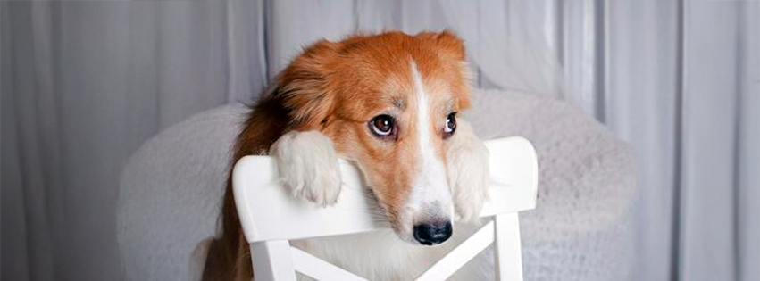 ¡Ta manipulando! Los perritos fingen estar enfermos para llamar la atención de sus amos