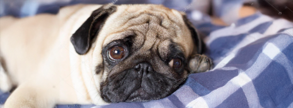 Momento sad&#8230; Los perritos también sufren cuando te separas de tu pareja