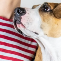 Tu perro eres tú: La ciencia confirma que los perros desarrollan la personalidad de sus dueños