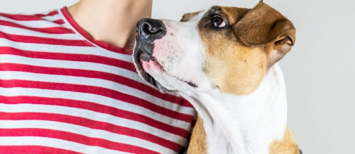 Tu perro eres tú: La ciencia confirma que los perros desarrollan la personalidad de sus dueños