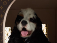 Lujo para Mascotas: Louis Vuitton Presenta un Canil por más de 60 Millones