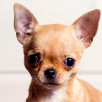 ¡Chihuahua Contra el Sistema! Hombre Paga $12 Millones en Multas para Defender a su Mascota