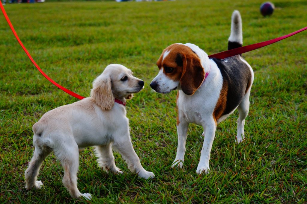 Estudio dice que perritos que tienen la compañía de otros perros viven por más tiempo