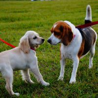 Estudio dice que perritos que tienen la compañía de otros perros viven por más tiempo