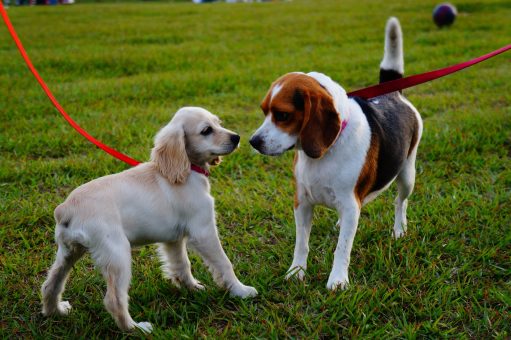 Estudio dice que perritos que tienen la compañía de otros perros viven por más tiempo