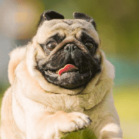 ¡DETECTOR DE MENTIRAS! Los perros pueden detectar mentiras humanas, según estudio