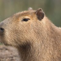 La fiebre de los capibaras: el regalo estrella de esta Navidad