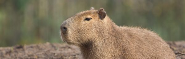 La fiebre de los capibaras: el regalo estrella de esta Navidad