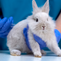Prohíben el testeo de cosméticos en animales en Chile