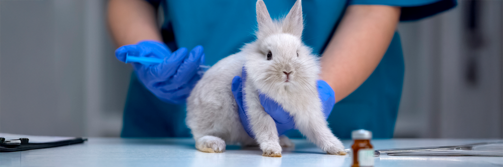 Prohíben el testeo de cosméticos en animales en Chile