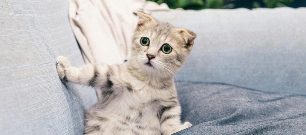 Los gatos, maestros de la manipulación: estudio revela su estrategia para ganar afecto