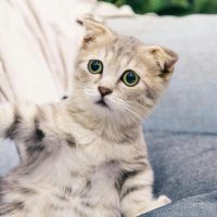 Los gatos, maestros de la manipulación: estudio revela su estrategia para ganar afecto
