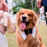 Ahora tu perro puede ser tu testigo de matrimonio... En Nueva York