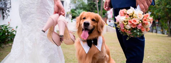 Ahora tu perro puede ser tu testigo de matrimonio… En Nueva York