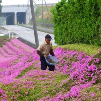 Sembró miles de flores para que su esposa ciega las disfrutara