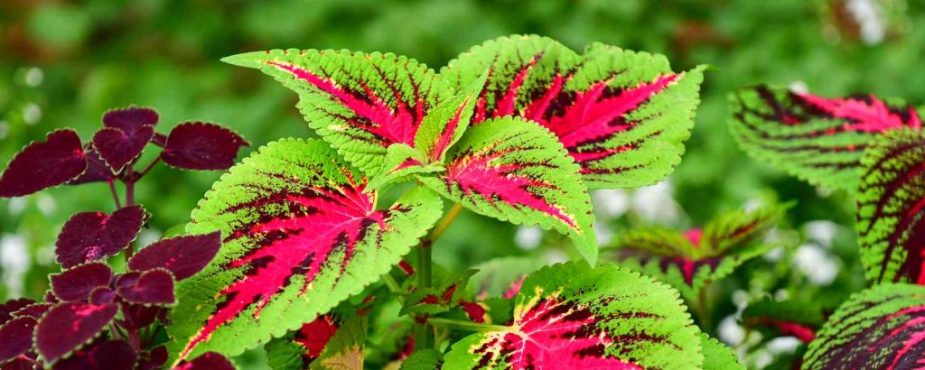 ¿Las plantas sienten dolor? Neurocientífico revela sorprendente hallazgo