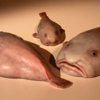¡La suerte de la fea la bonita la desea! Animal "Más horrible del mundo" ganó el premio al pez del año