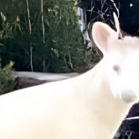 Nuevamente pudú preñada muere por ataque de perros asilvestrados