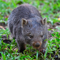 Influencer se quiso hacer la divertida y capturó una cría de wombat