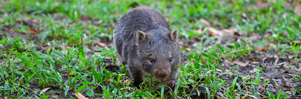 Influencer se quiso hacer la divertida y capturó una cría de wombat