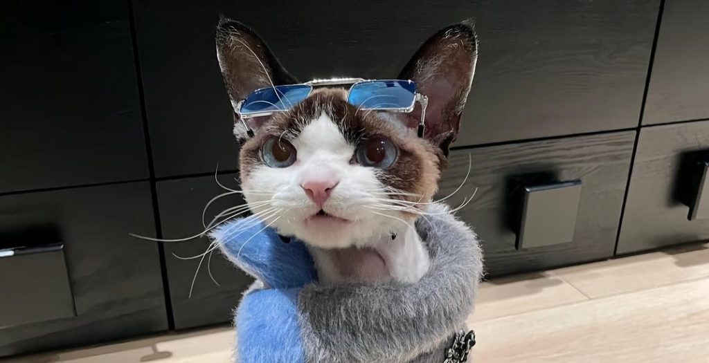 CONOCE A COCO, LA GATA QUE ES MÁS FASHIONISTA QUE TÚ