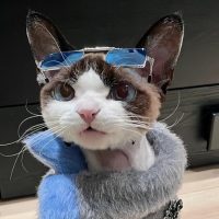 CONOCE A COCO, LA GATA QUE ES MÁS FASHIONISTA QUE TÚ