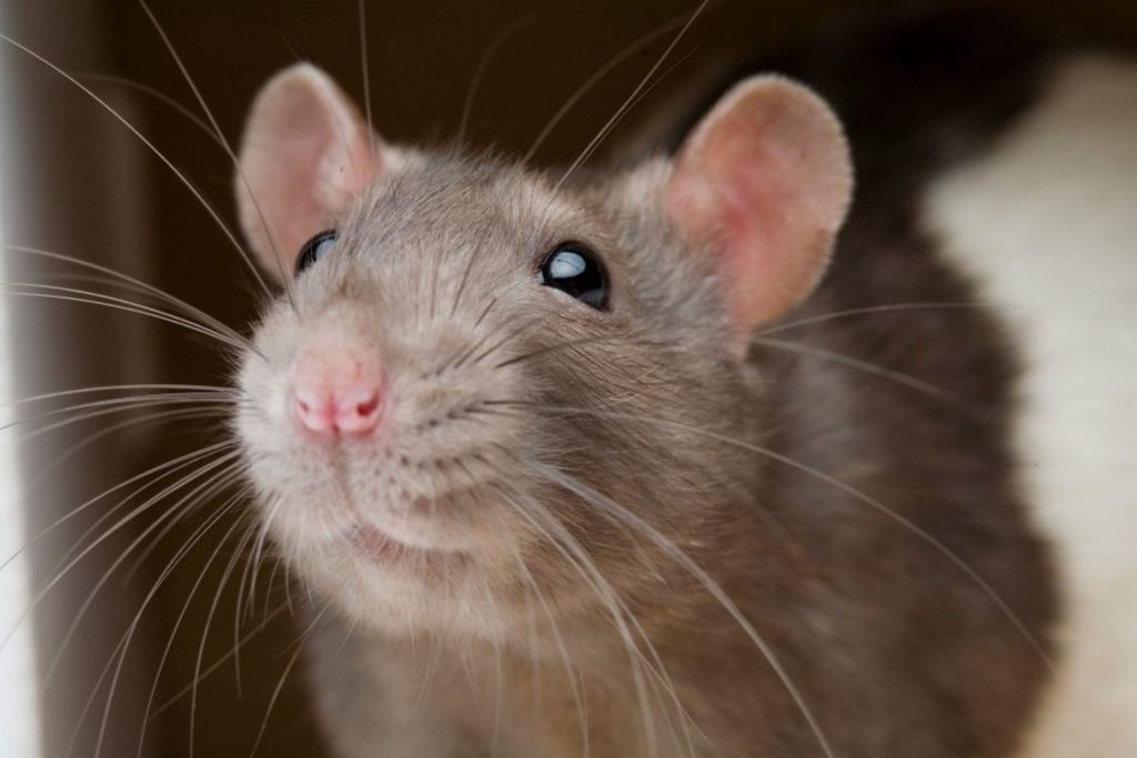 CONFIRMADO, las ratas pueden reír cuando se les hace cosquillas