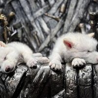 ¡Con los dinosaurio es imposible si! Empresa clonó a Lobos extintos hace 10 mil años