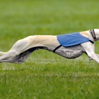 Rescatan a más de 10 galgos en Limache tras operativo por maltrato animal