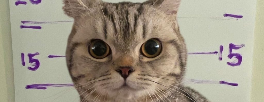 Gata es arrestada en Tailandia tras atacar a policías: ya fue liberada bajo fianza