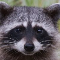 Encuentran mapache con una pipa de metanfetaminas
