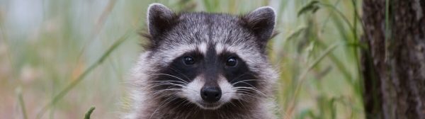 Encuentran mapache con una pipa de metanfetaminas