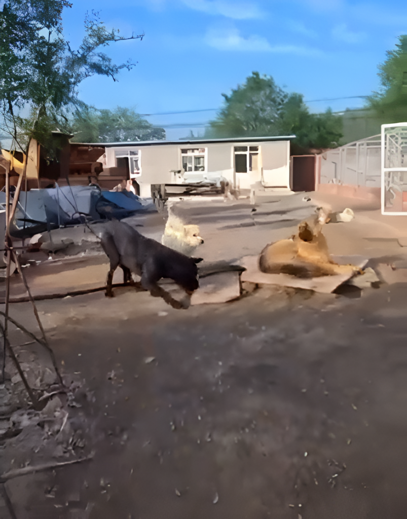 Perro chad recuperó el trono: le puso la pata encima al rebelde