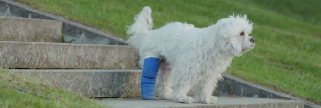 Domaron al perro chad:  hubo un motín en el canil