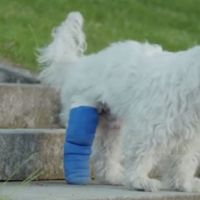 Domaron al perro chad:  hubo un motín en el canil