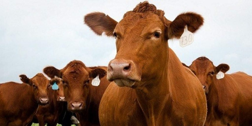 Orgullo nacional: crean vaca de chocolate de 550 kilos