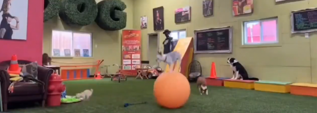 Perro aprendió a caminar sobre  un balón y no se volvió a bajar