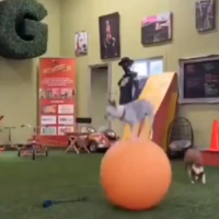 Perro aprendió a caminar sobre  un balón y no se volvió a bajar