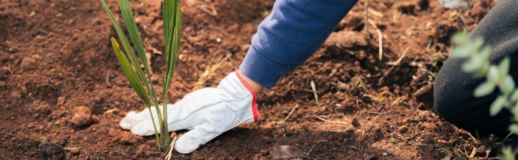 ¡VIÑA 2025 cumple su compromiso con el medio ambiente!