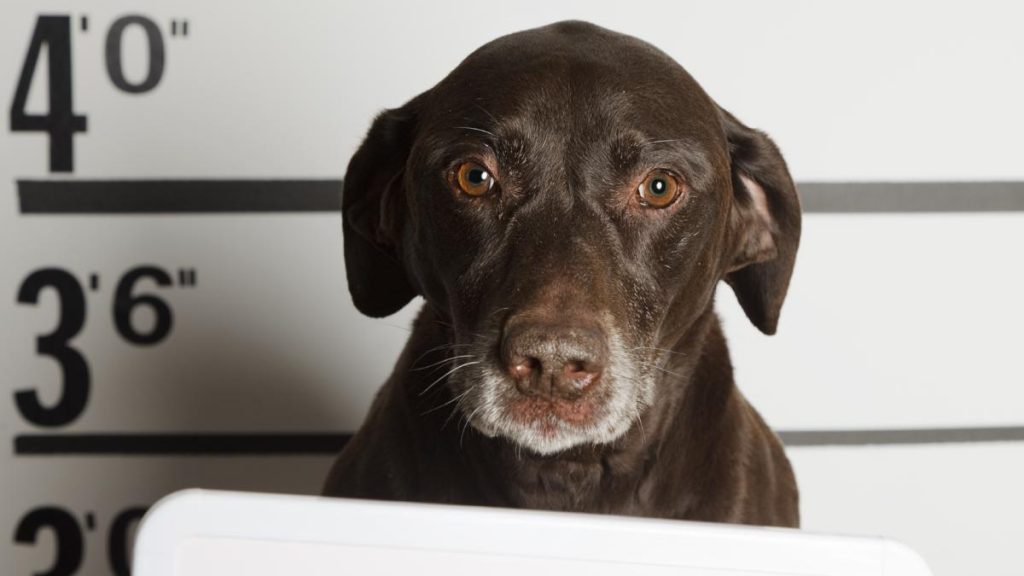 Perro ingresó a colegio en Limache y mordió a cuatro alumnos