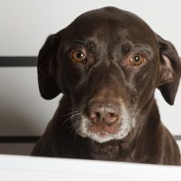Perro ingresó a colegio en Limache y mordió a cuatro alumnos
