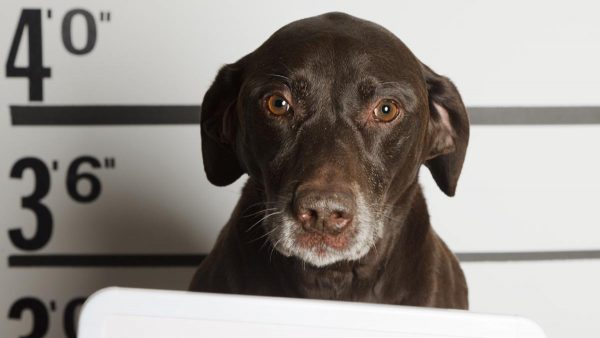 Perro ingresó a colegio en Limache y mordió a cuatro alumnos
