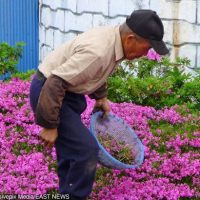 Granjero japonés planta miles de flores para alegrar a su esposa ciega