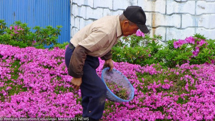 Granjero japonés planta miles de flores para alegrar a su esposa ciega